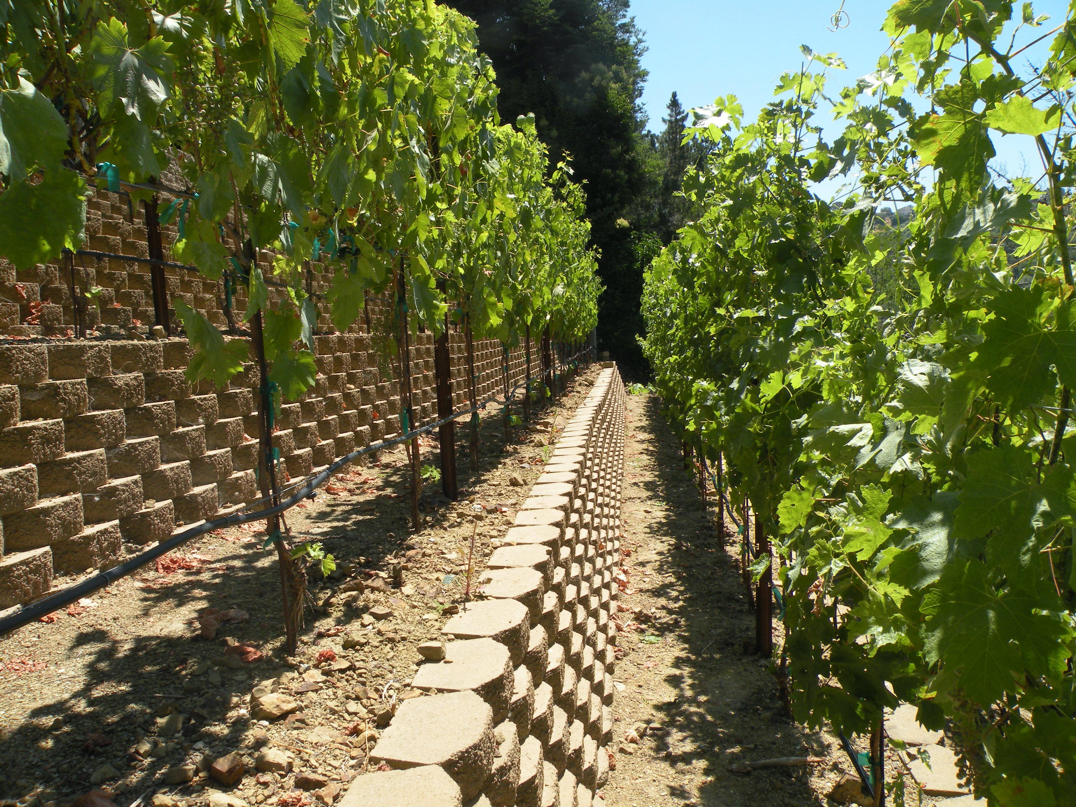Between Rows 2017