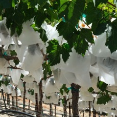 2024 vines with bags.jpeg