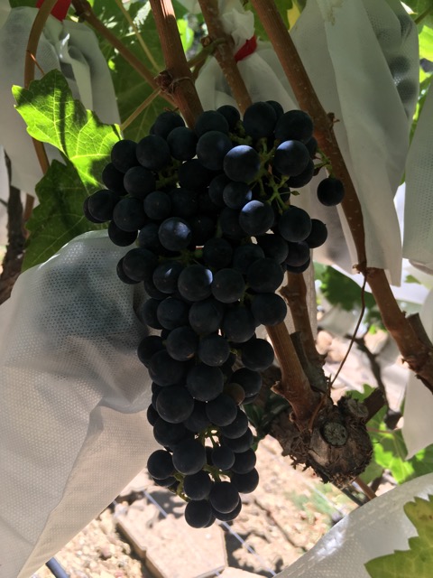 Cab Sauvignon 2022