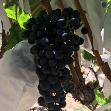 Cabernet 2022