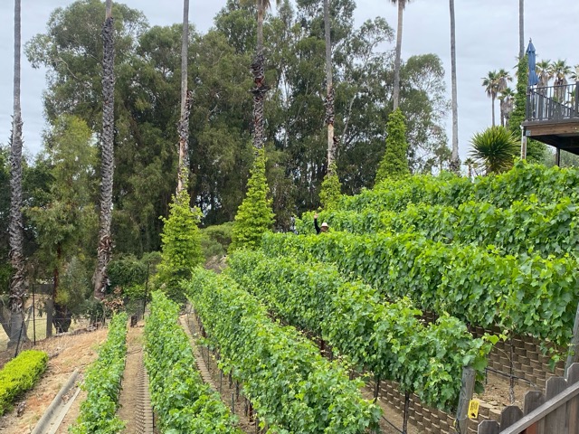 Vineyard View