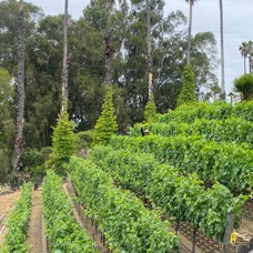 Vineyard View