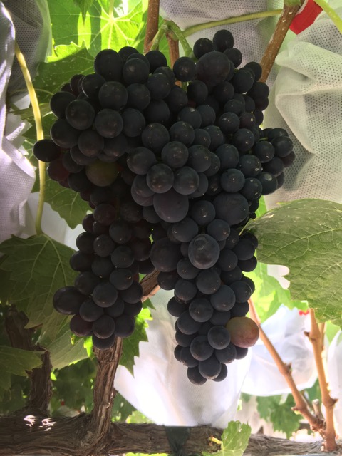 Sangiovese 2022
