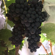 Sangiovese 2022