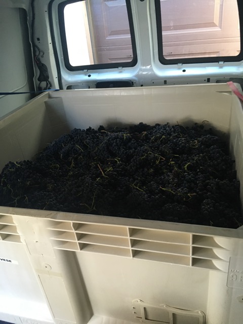 Harvest Bin 2022