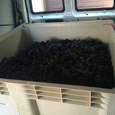 2022 Harvest bin.JPG